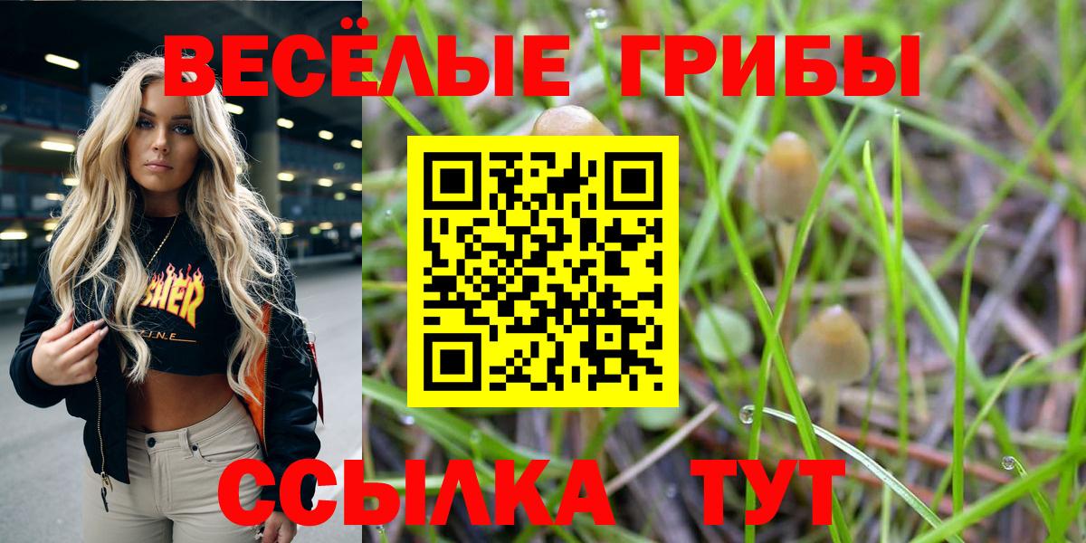 Галлюциногенные грибы Psilocybe  Псилоцибиновые грибы прущие грибы  закладки  Маркс 